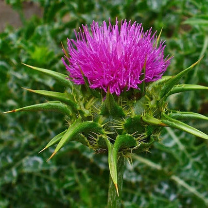 Milk Thistle Seeds
