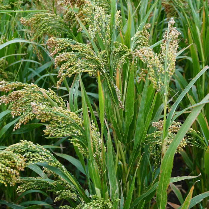 Millet Seeds – White Proso