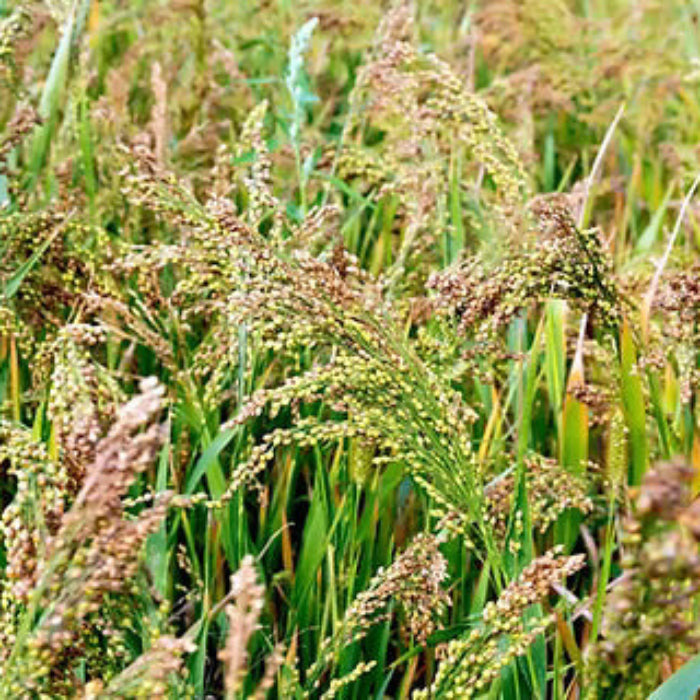 Millet Seeds – White Proso