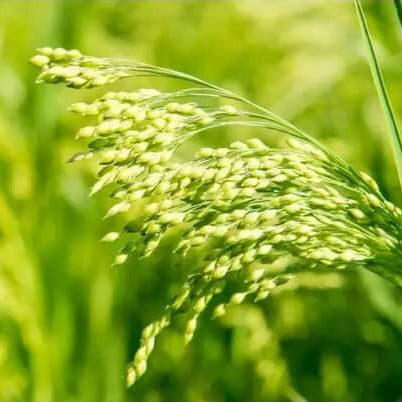 Millet Seeds – White Proso