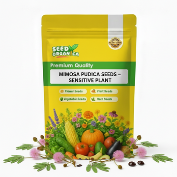 Mimosa Pudica Seeds – Sensitive Plant