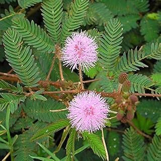 Mimosa Pudica Seeds – Wildflower Mix