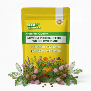 Mimosa Pudica Seeds – Wildflower Mix