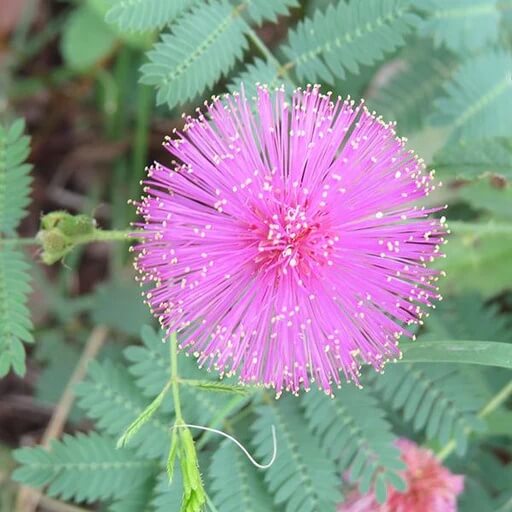 Mimosa Pudica Seeds – Wildflower Mix