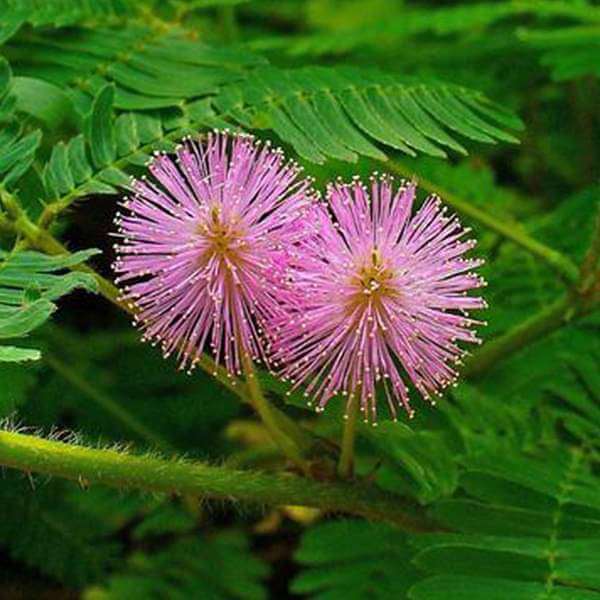 Mimosa Pudica Seeds – Wildflower Mix