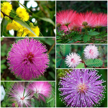 Mimosa Seeds - All In One For Home Gardens