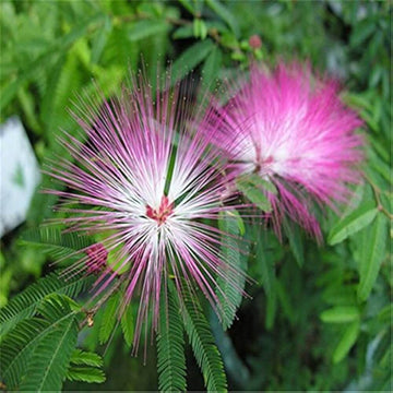 Mimosa Seeds - All In One For Home Gardens
