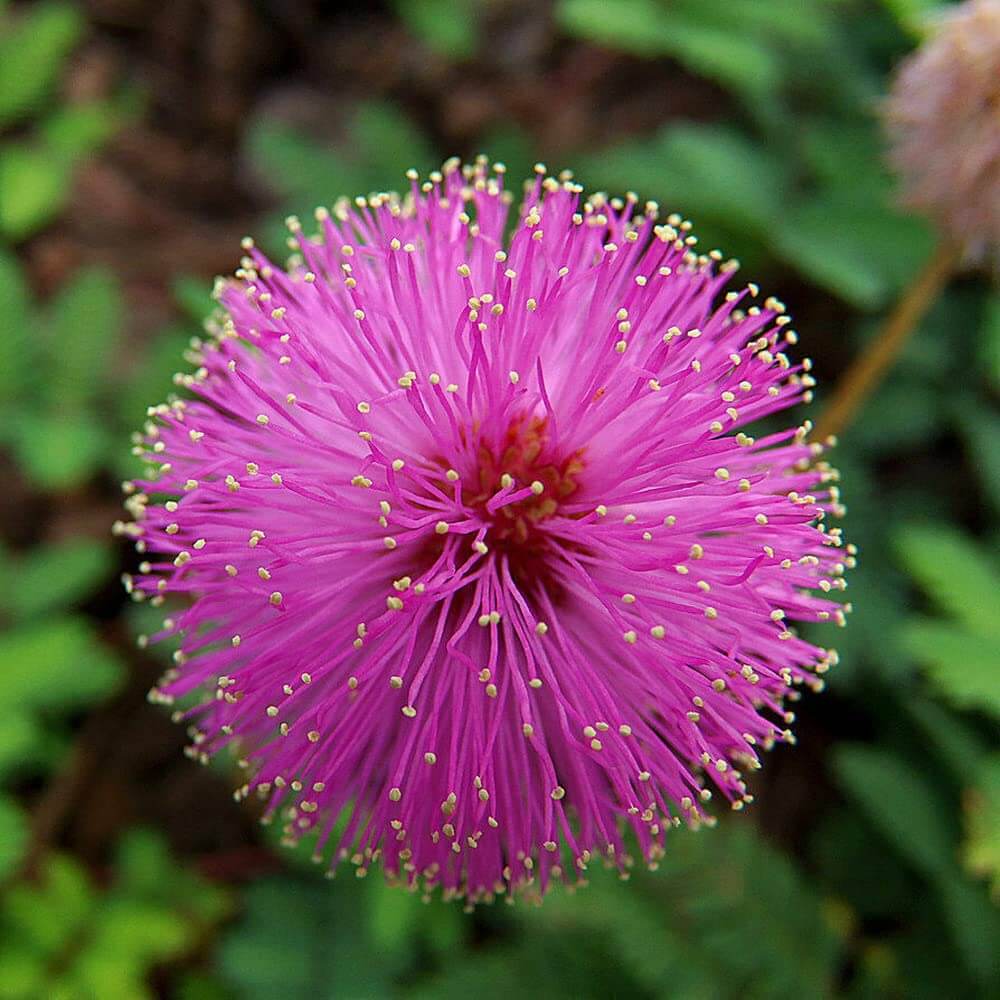 Mimosa Seeds - All In One For Home Gardens
