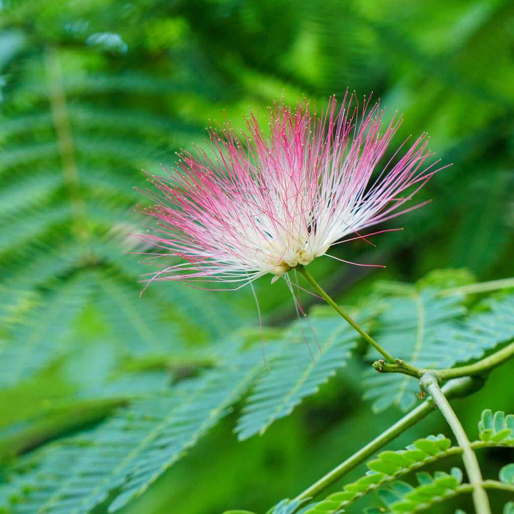 Mimosa Seeds – Pink White