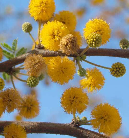 Mimosa Seeds – Yellow