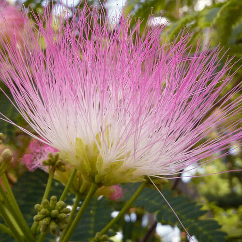 Mimosa Seeds – Pink White