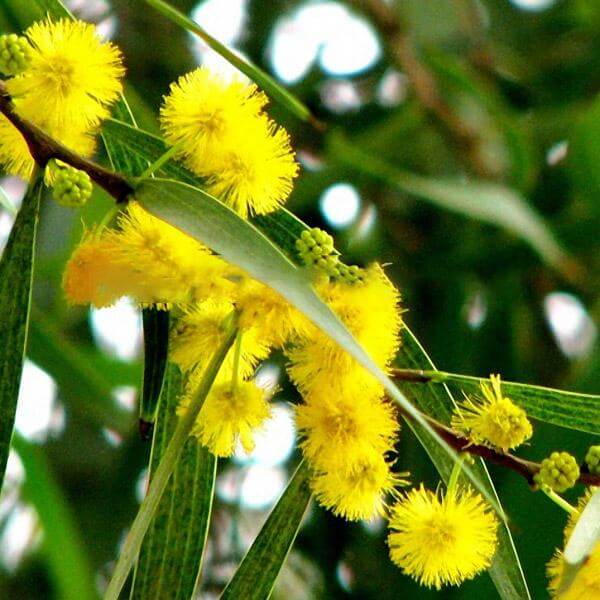 Mimosa Seeds – Yellow