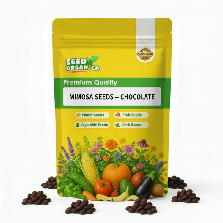 Mimosa Seeds – Chocolate