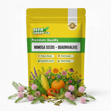 Mimosa Seeds – Quadrivalvis