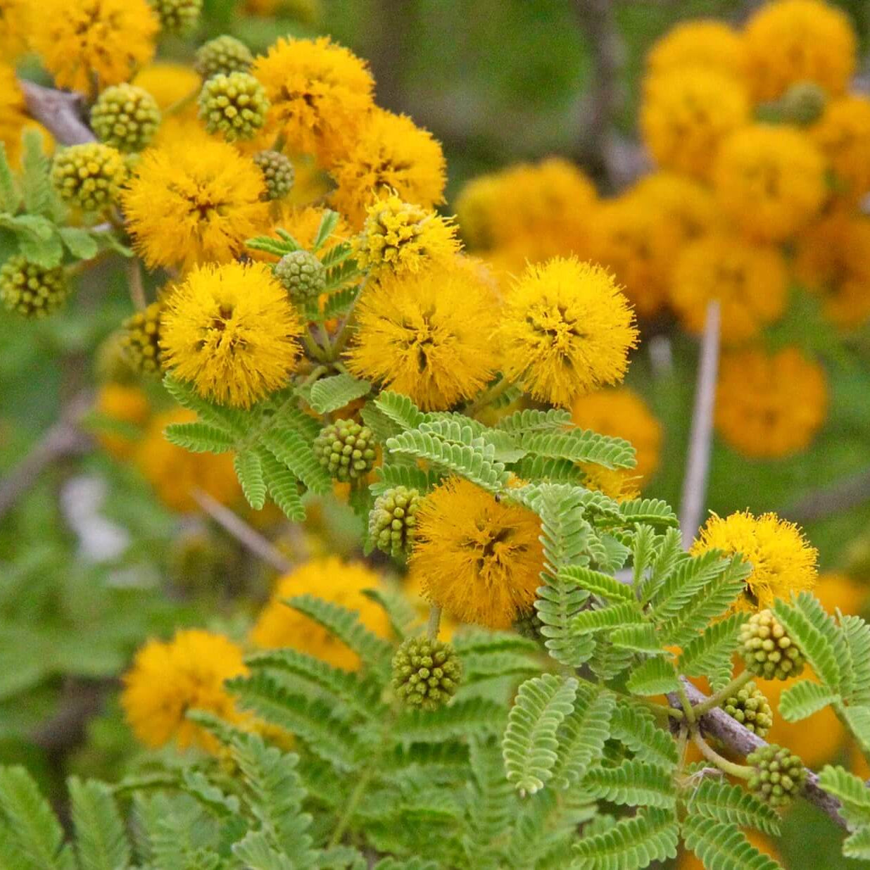 Mimosa Seeds – Yellow