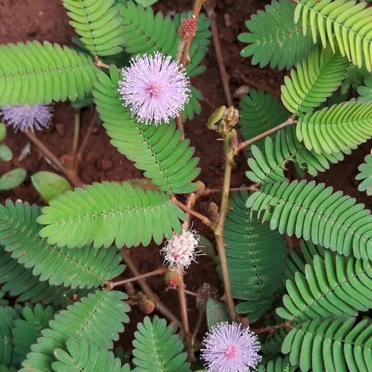 Mimosa pudica Seeds – Lavender