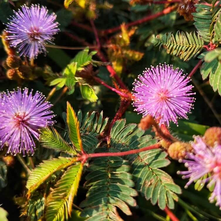 Mimosa pudica Seeds – Lavender