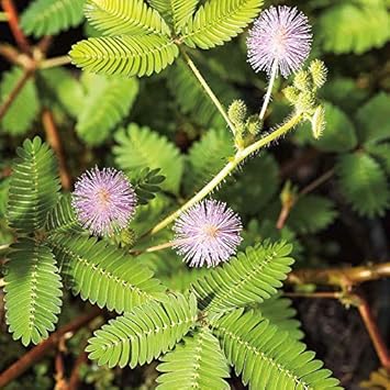 Mimosa pudica Seeds – Lavender