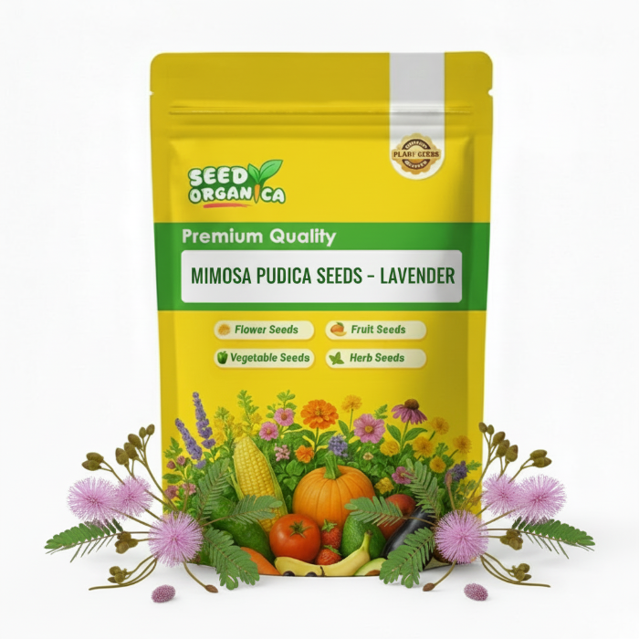 Mimosa pudica Seeds – Lavender