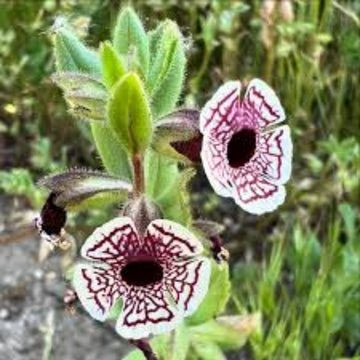 Mimulus Pictus Seeds –  Wildflower