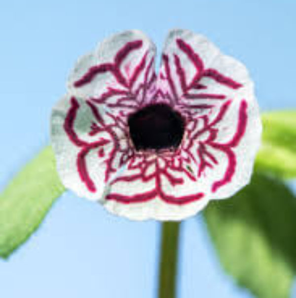 Mimulus Pictus Seeds –  Wildflower