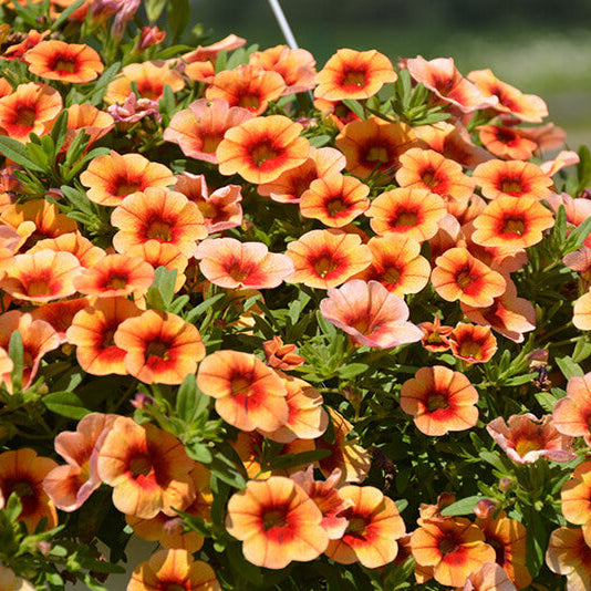 MiniFamous Series Seeds - Flower Plant