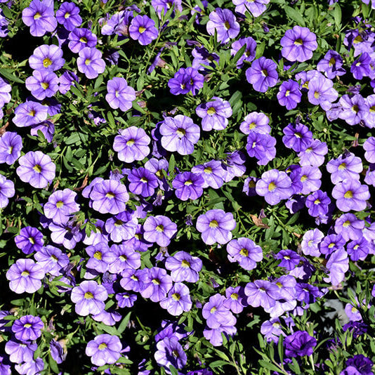 MiniFamous Series Seeds - Flower Plant