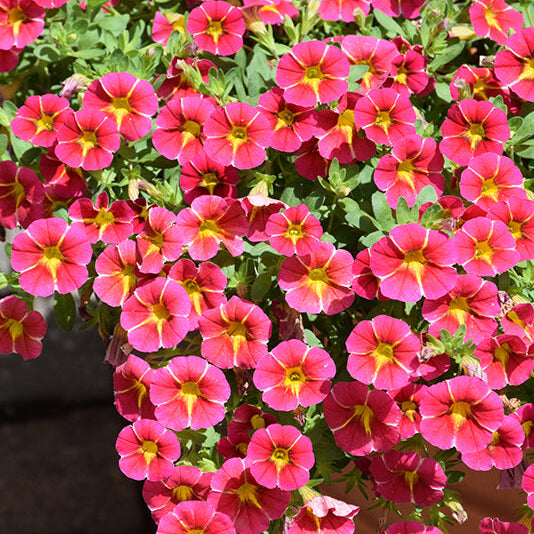 MiniFamous Series Seeds - Flower Plant