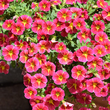 MiniFamous Series Seeds - Flower Plant