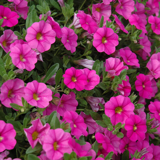 MiniFamous Series Seeds - Flower Plant