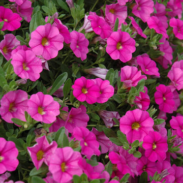 MiniFamous Series Seeds - Flower Plant