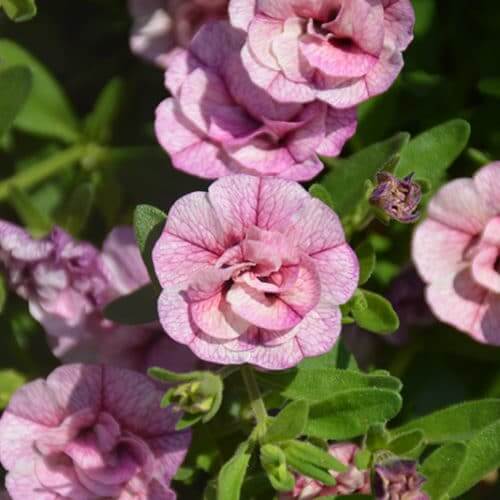 MiniFamous Series Seeds - Flower Plant
