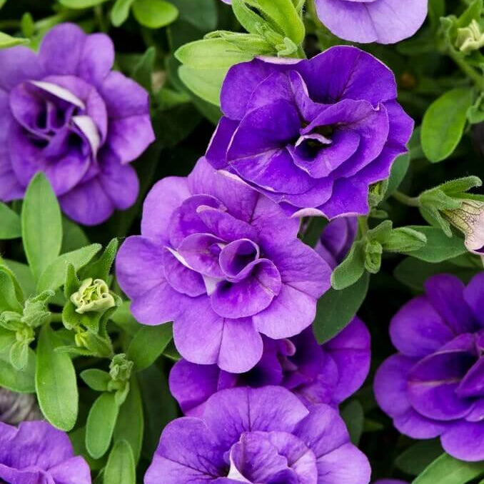 MiniFamous Series Seeds - Flower Plant