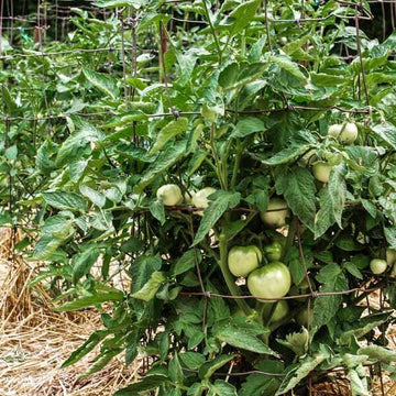 Mini Beefsteak Tomato Seeds