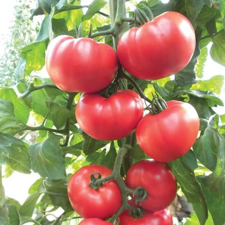Mini Beefsteak Tomato Seeds