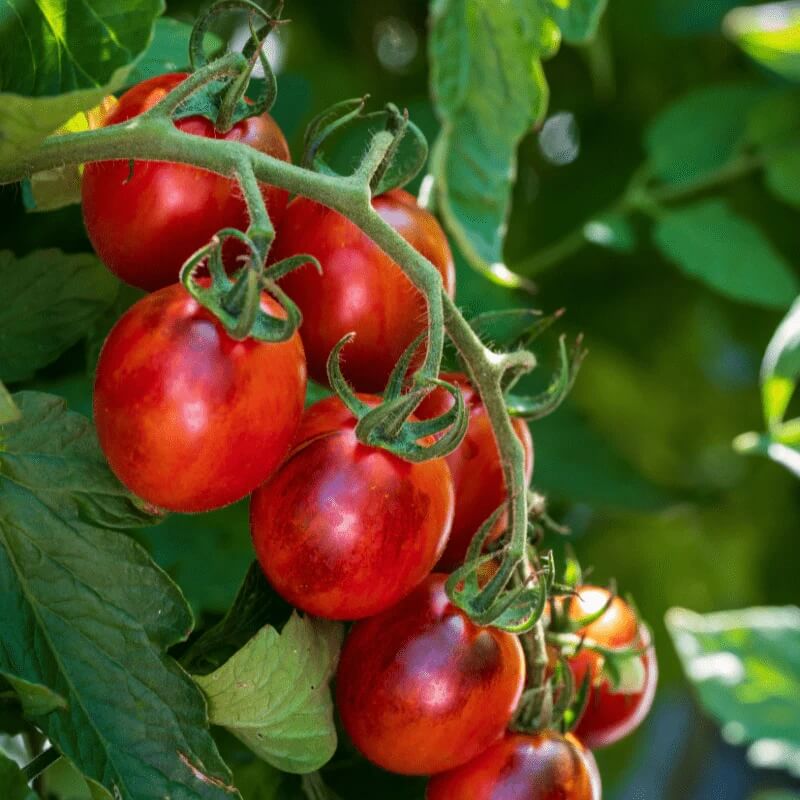 Mini Beefsteak Tomato Seeds