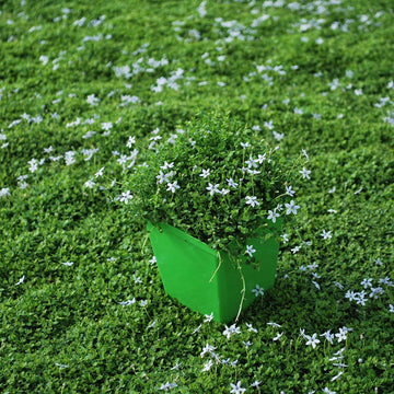 Mini Blue Star Creeper Seeds