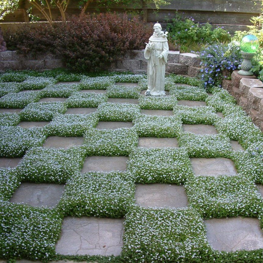 Mini Blue Star Creeper Seeds