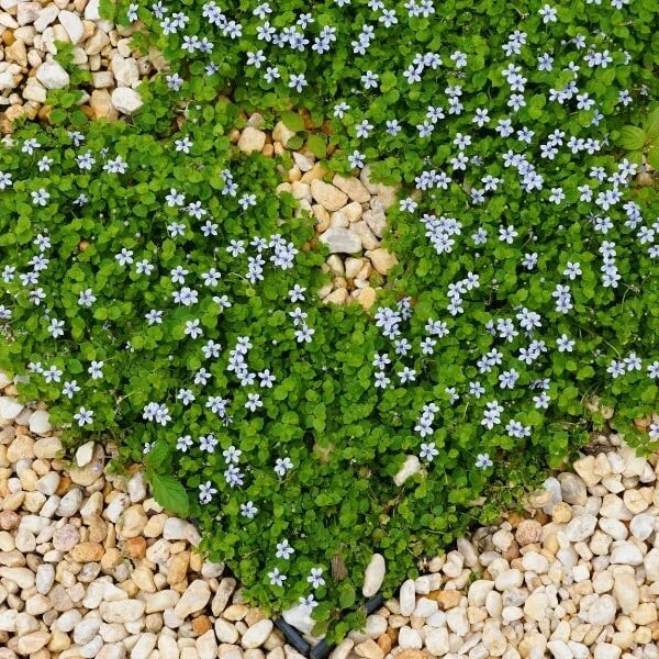 Mini Blue Star Creeper Seeds