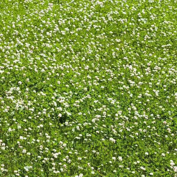 Mini Clover Seeds