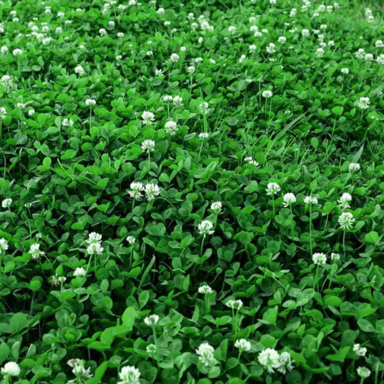 Mini Clover Seeds