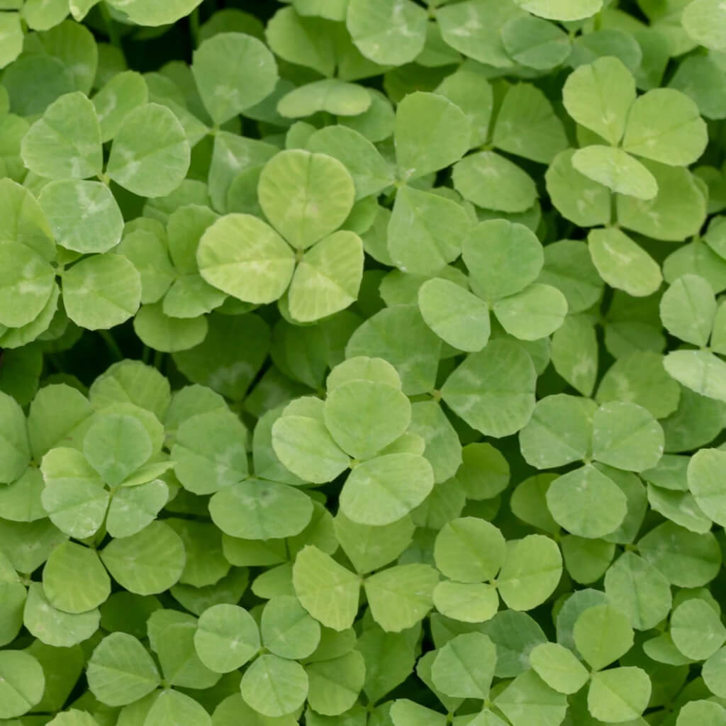 Mini Clover Seeds