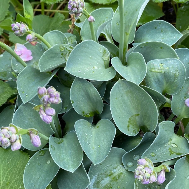 Mini Hosta Seeds - Flower Plant