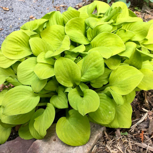 Mini Hosta Seeds - Flower Plant