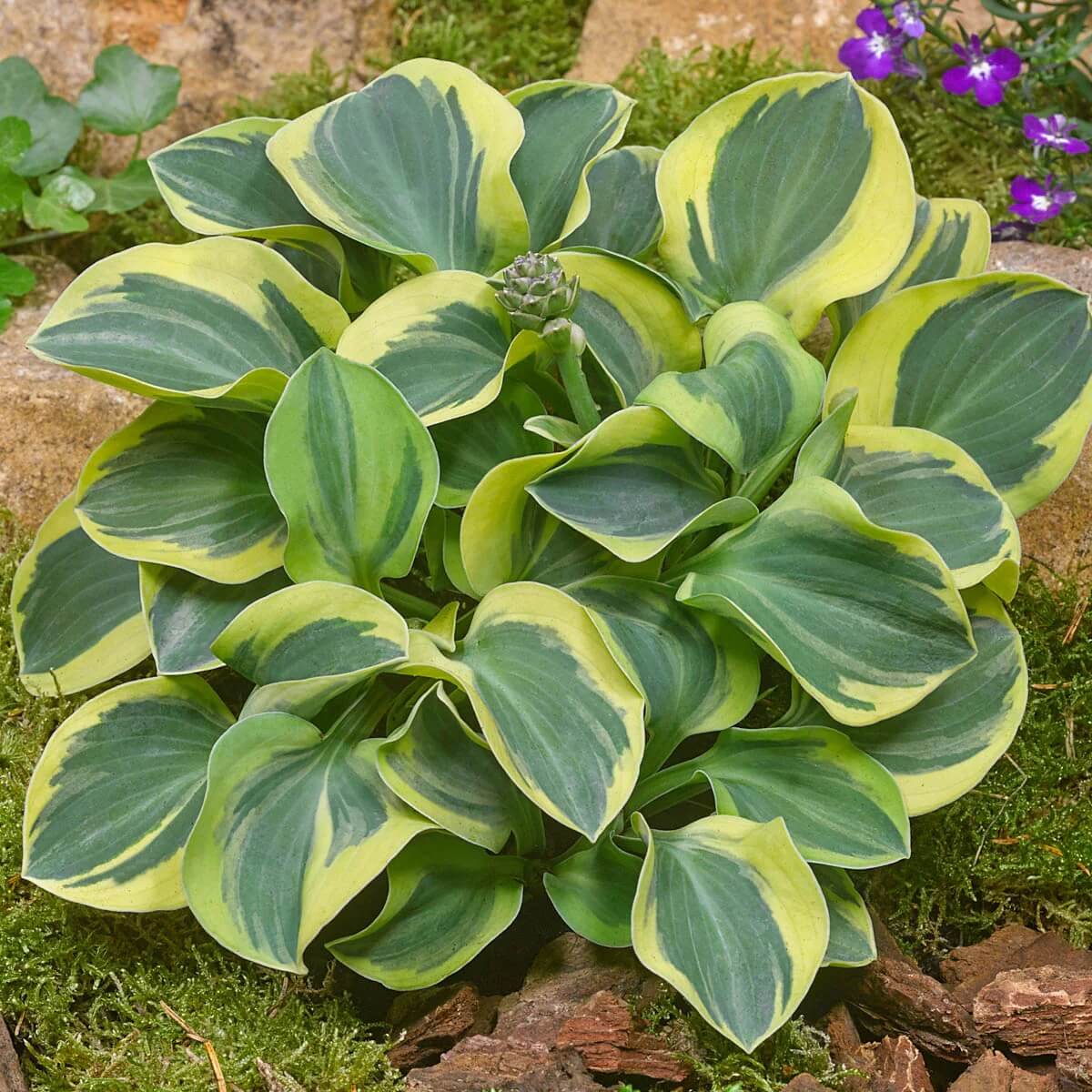 Mini Hosta Seeds - Flower Plant