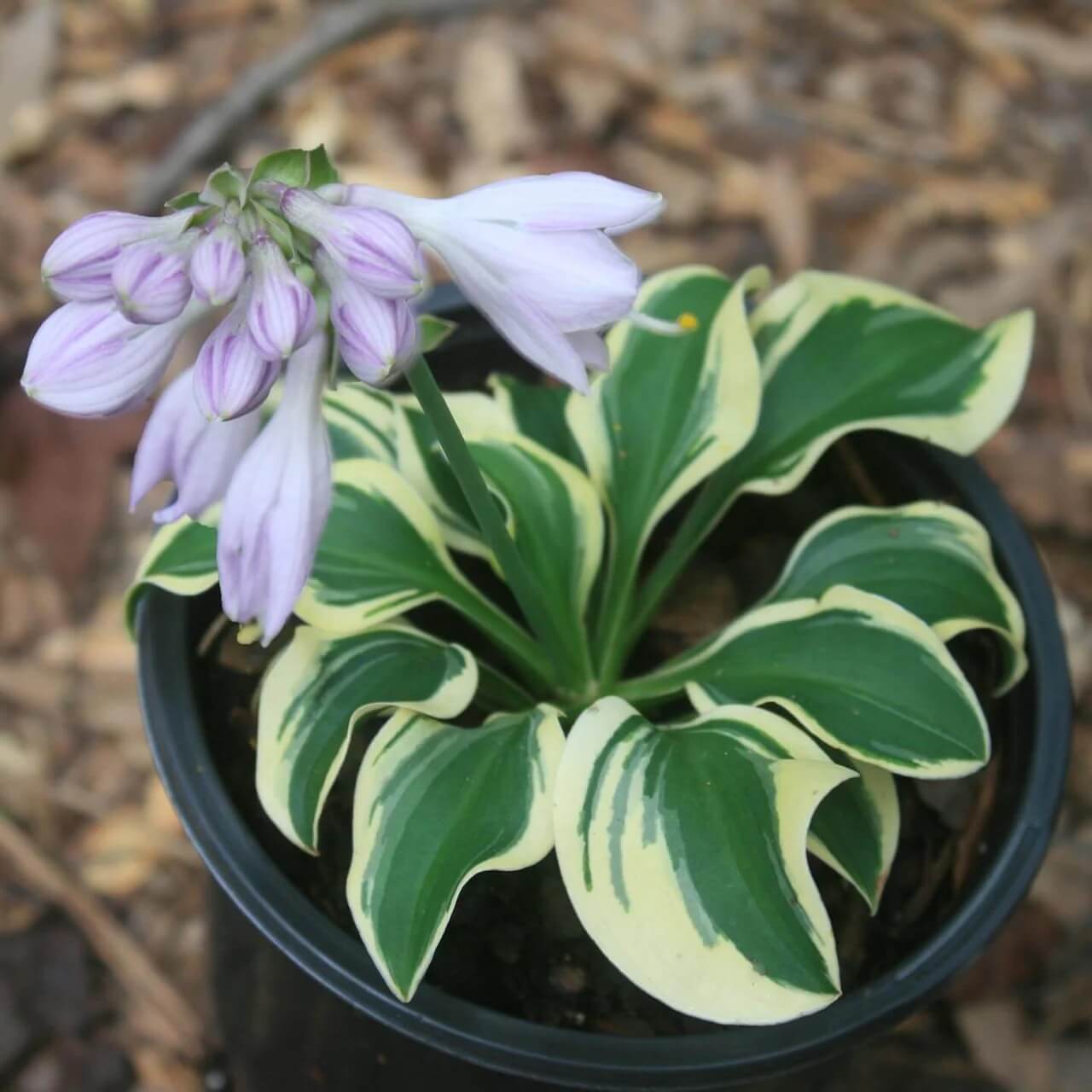 Mini Hosta Seeds - Flower Plant