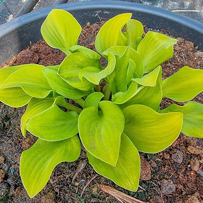 Mini Hosta Seeds - Flower Plant