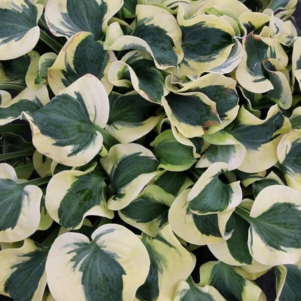 Mini Hosta Seeds - Flower Plant