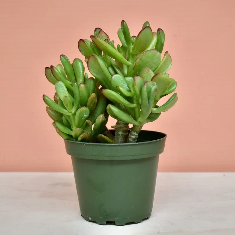 Mini Jade Plant Seeds