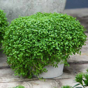 Mini Mint Seeds
